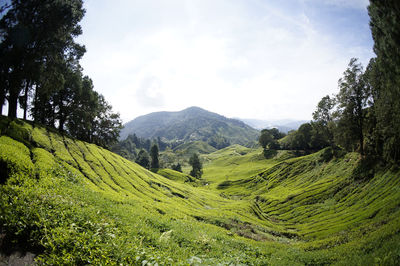 Scenic view of landscape against sky