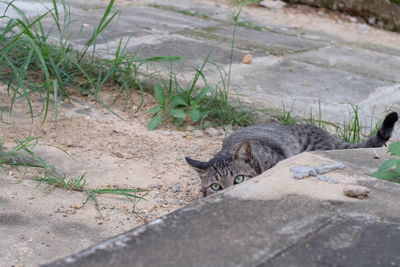 High angle view of a cat lying on land