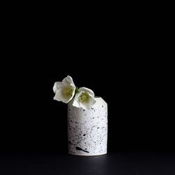 Close-up of white flower over black background