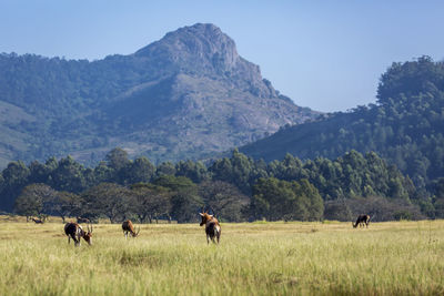 Horses in a field