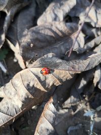 High angle view of ladybug on leaf