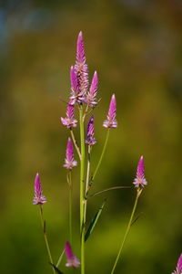 Close-up of pink flowering plant