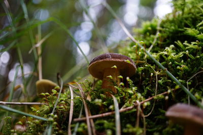 Close-up of mushroom growing on field