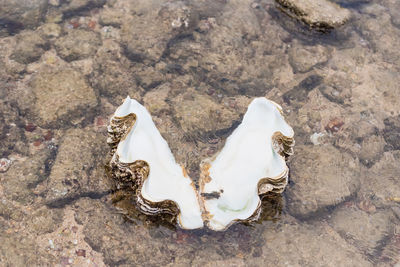 High angle view of shells on beach