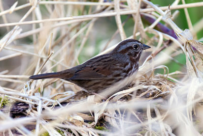 Close-up of bird perching outdoors