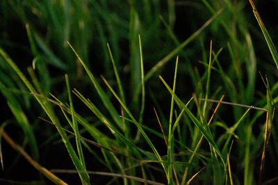 Close-up of green grass on field