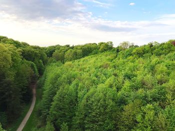Scenic view of forest against sky