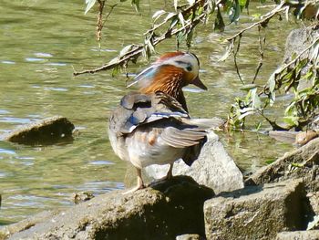 Ducks on a lake