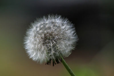 Close-up of dandelion