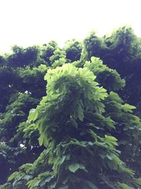 Close-up of fresh green plants