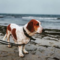 Dog on beach