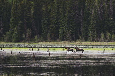 Moose running in lake against trees