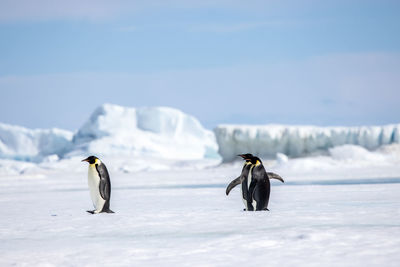 Three emperor penguins isolated in front of snowy landscape in antarctica