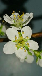 Close-up of white flowers