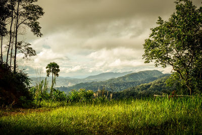 Scenic view of field against sky