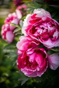 Close-up of pink rose