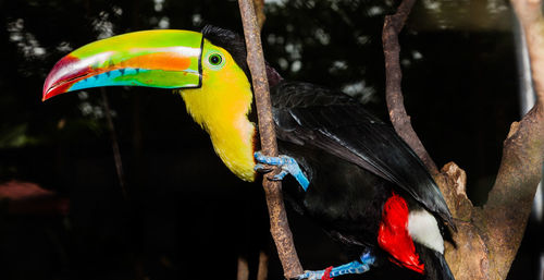 Close-up of parrot perching on branch