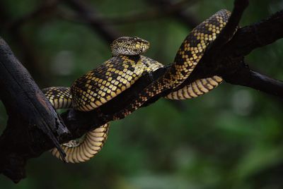 Close-up of lizard on tree