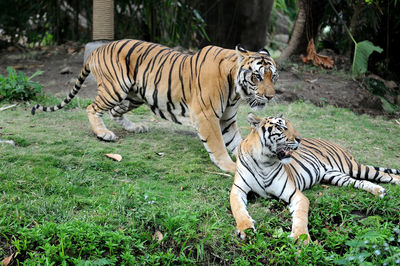 Zebras in a zoo