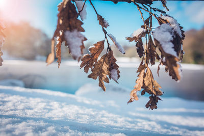 Close-up of frozen plant against sky