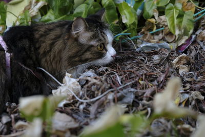 Cat relaxing on field