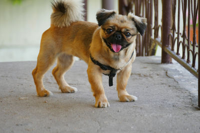 Portrait of dog on footpath