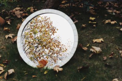 High angle view of plant on field during autumn