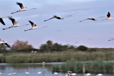 Birds flying over lake against sky