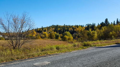 Road by trees against clear blue sky