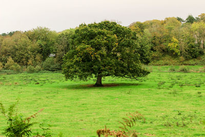 Trees on field against clear sky