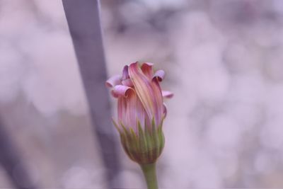 Close-up of pink flower bud