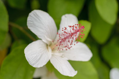 Close-up of white flowering plant