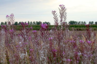 Close-up of pink flowering plants on field against sky