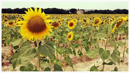 Sunflower field