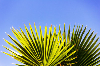 Close-up of palm tree against blue sky