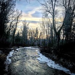 Scenic view of river in forest against sky