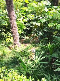 Trees growing in park