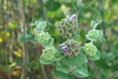 Close-up of plant