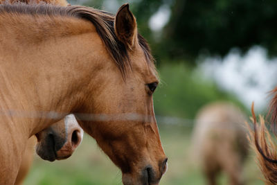 Close-up of horse on field