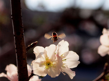 Close-up of insect on white flower