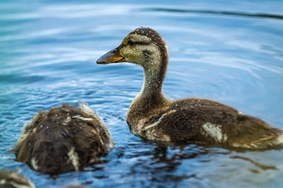 Duck swimming in lake