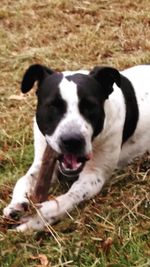 Close-up portrait of dog on field