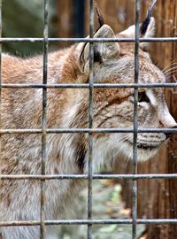 Close-up of cat in cage at zoo