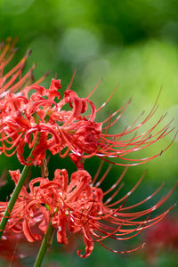 Close-up of red flower