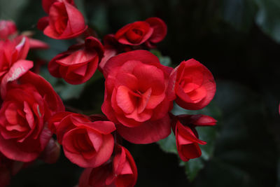 Close-up of pink roses