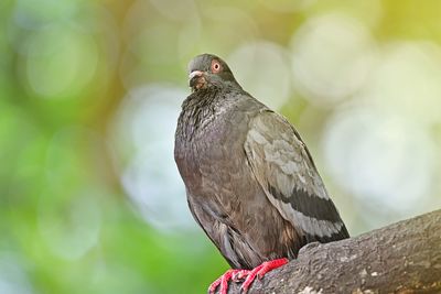 Close-up of pigeon perching on leaf