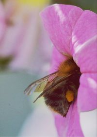 Close-up of bee pollinating on pink flower