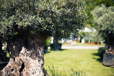 Close-up of tree trunk