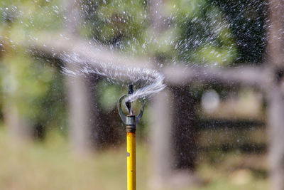 Water spraying from sprinkler outdoors