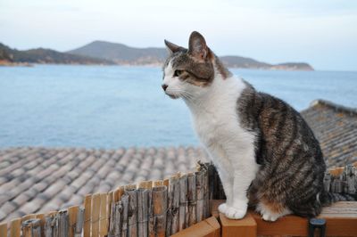Close-up of cat sitting on retaining wall by sea